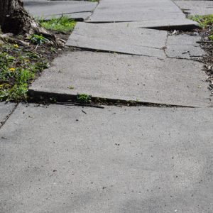 A sidewalk made uneven by tree roots