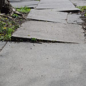 A sidewalk made uneven by tree roots.