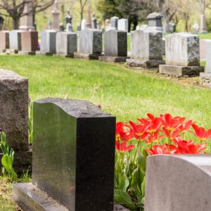 Headstones in a cemetary with many red tulips