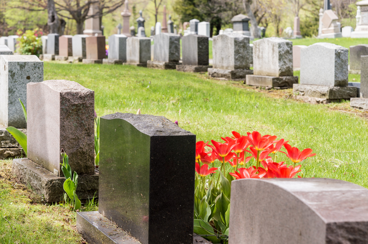 Headstones in a cemetary with many red tulips