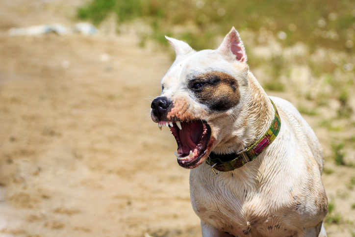 Furious barking dog