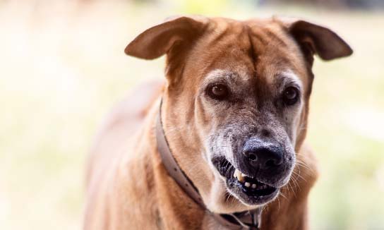 A snarling aggressive dog.